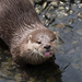 Eurasian River Otters - Photo (c) Tracey Fandre, some rights reserved (CC BY-NC-ND), uploaded by Tracey Fandre
