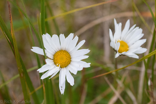 arctic daisy (Chrysanthemum arcticum)