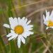Chrysanthemum arcticum - Photo 由 Rich Kostecke 所上傳的 (c) Rich Kostecke，保留部份權利CC BY-NC