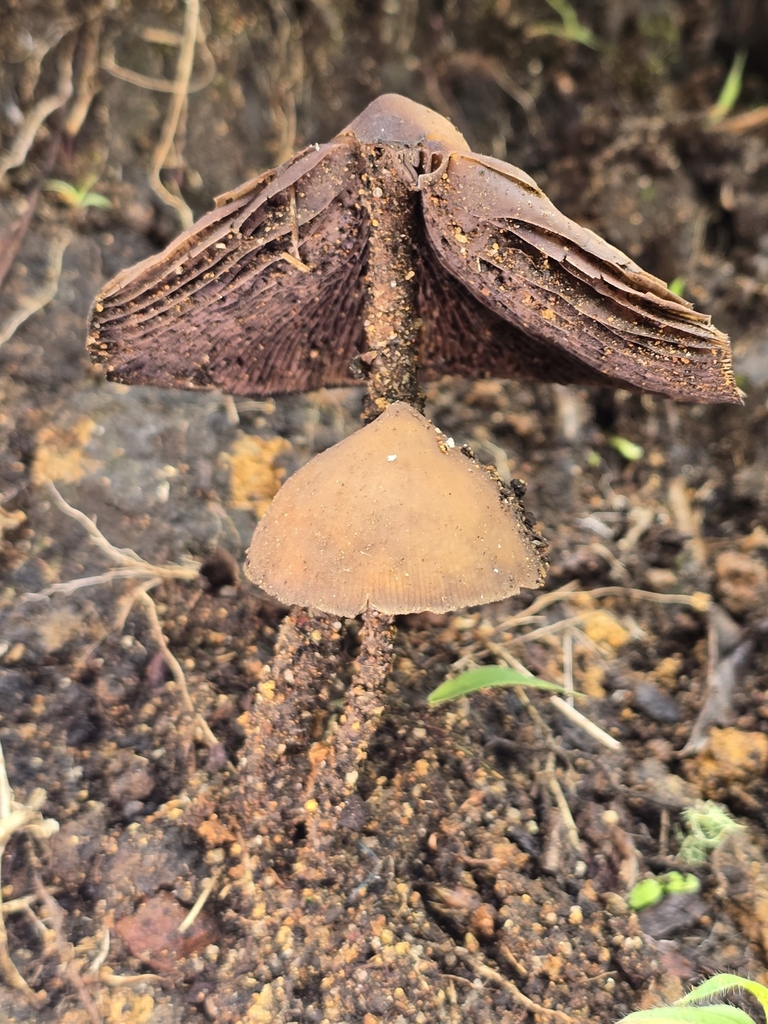 Psilocybe zapotecorum · November 2024 · photo: © alan_rockefeller (iNaturalist, cc-by-sa)