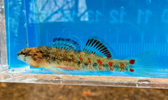 Shawnee Darter photo 2