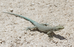 Dalmatolacerta oxycephala