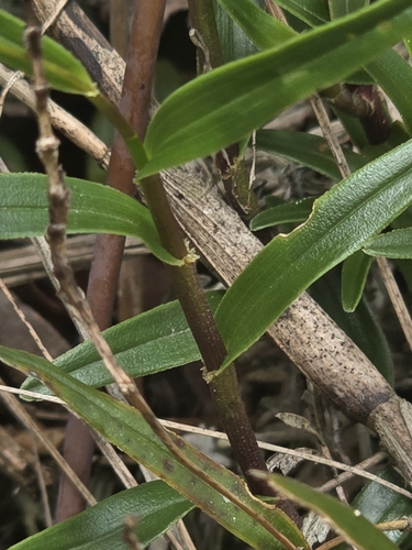 Image of Epidendrum fimbriatum by (c) Alan Rockefeller, some rights reserved (CC BY)