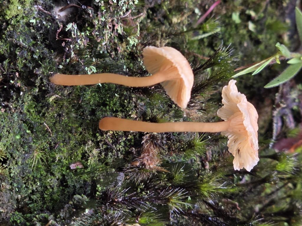 Lichenomphalia ericetorum · November 2024 · photo: © alan_rockefeller (iNaturalist, cc-by-sa)