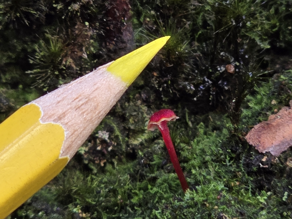 Hygrocybe trinitensis