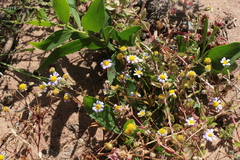 Brachyscome iberidifolia