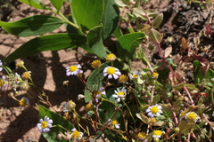 Brachyscome iberidifolia, photograph (c) Benjamin Anderson, some rights reserved (CC BY)
