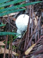 Amanita pyramidifera