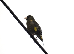 Chloris