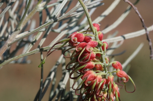 Lace Net Grevillea (Grevillea stenomera)