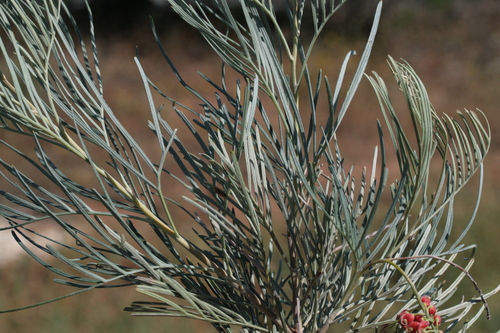 Image of Grevillea stenomera by (c) Benjamin Anderson, some rights reserved (CC BY)