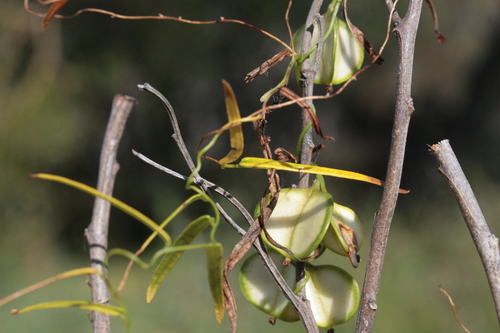 Image of Dioscorea hastifolia by (c) Benjamin Anderson, some rights reserved (CC BY)