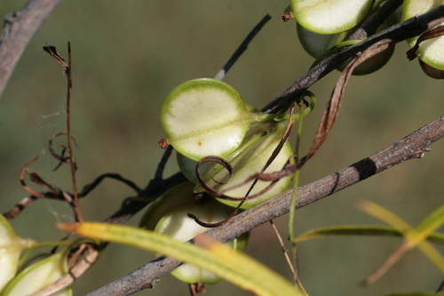 Image of Dioscorea hastifolia by (c) Benjamin Anderson, some rights reserved (CC BY)