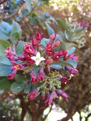 Santalum haleakalae