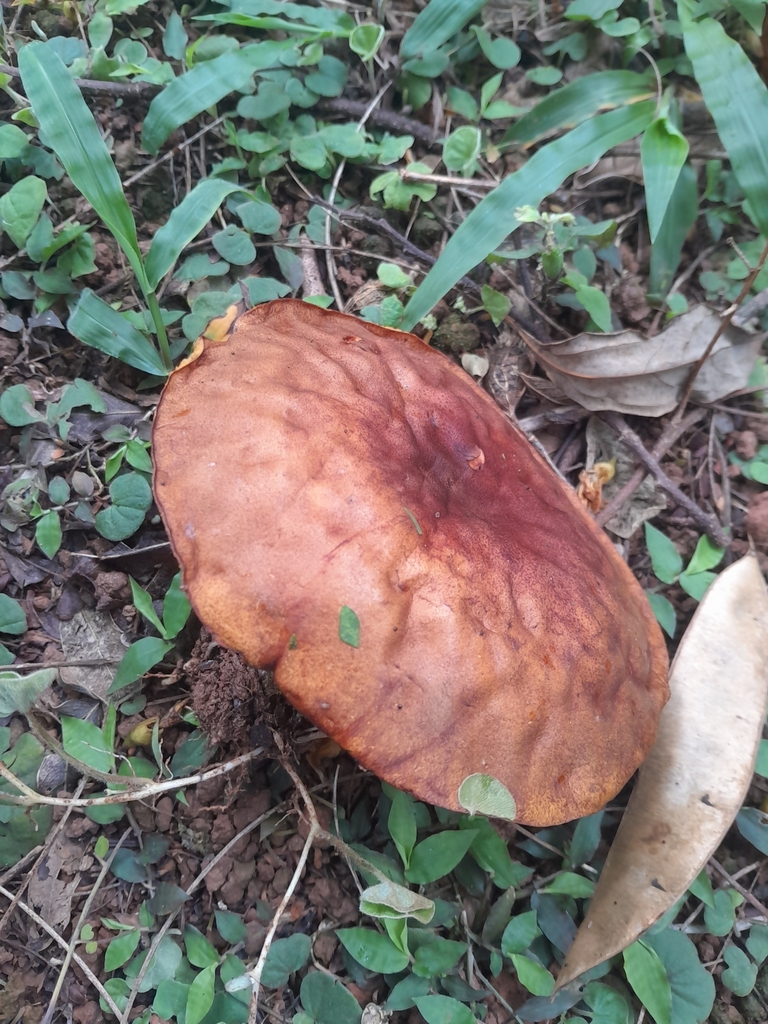 Boletinellus rompelii · November 2024 · photo: © ana_ads (iNaturalist, cc-by)