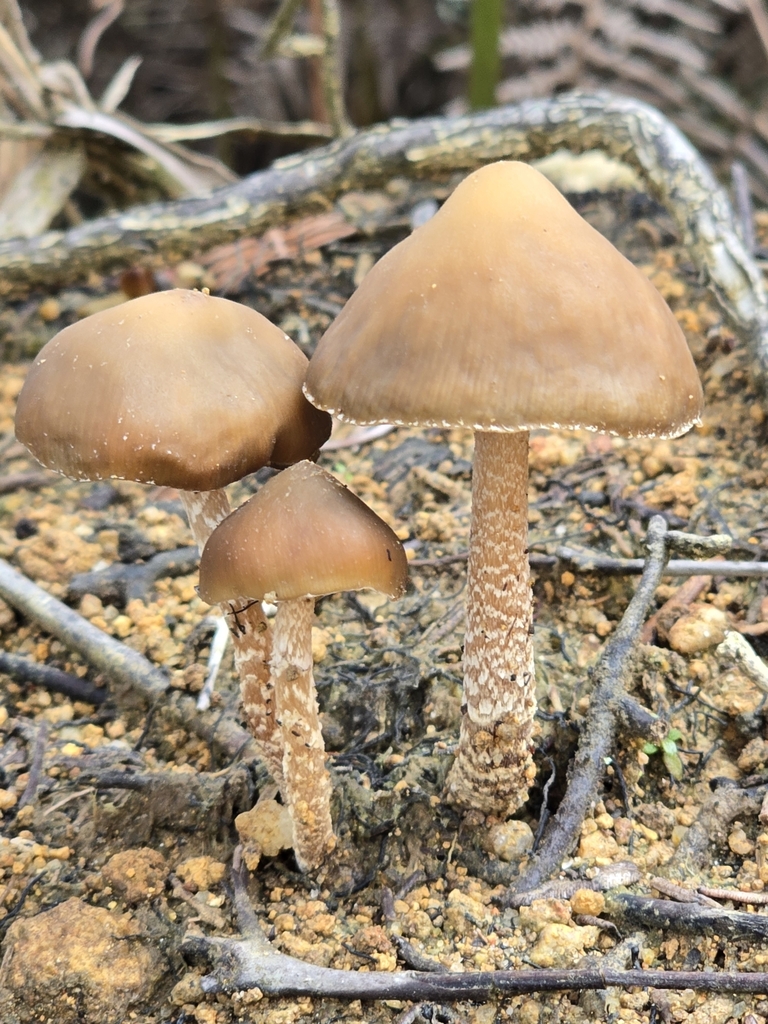 Psilocybe zapotecorum · November 2024 · photo: © alan_rockefeller (iNaturalist, cc-by-sa)