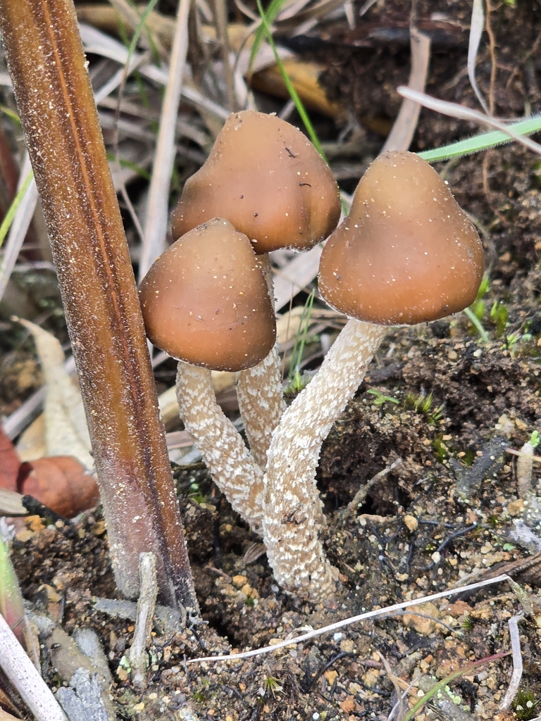 Psilocybe zapotecorum · November 2024 · photo: © alan_rockefeller (iNaturalist, cc-by-sa)