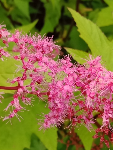 Filipendula multijuga iNat (2)