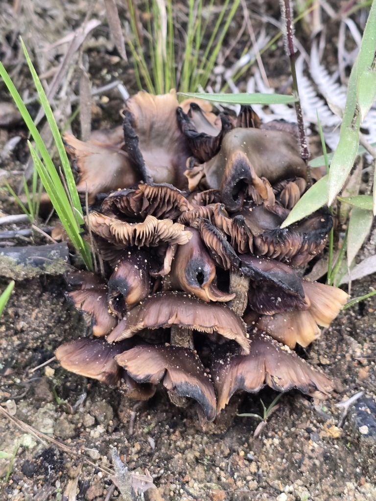 Psilocybe zapotecorum · November 2024 · photo: © alan_rockefeller (iNaturalist, cc-by-sa)