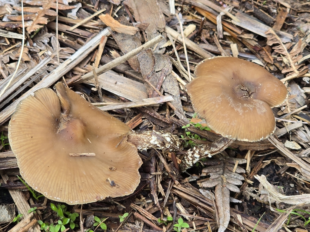 Psilocybe zapotecorum · November 2024 · photo: © alan_rockefeller (iNaturalist, cc-by-sa)