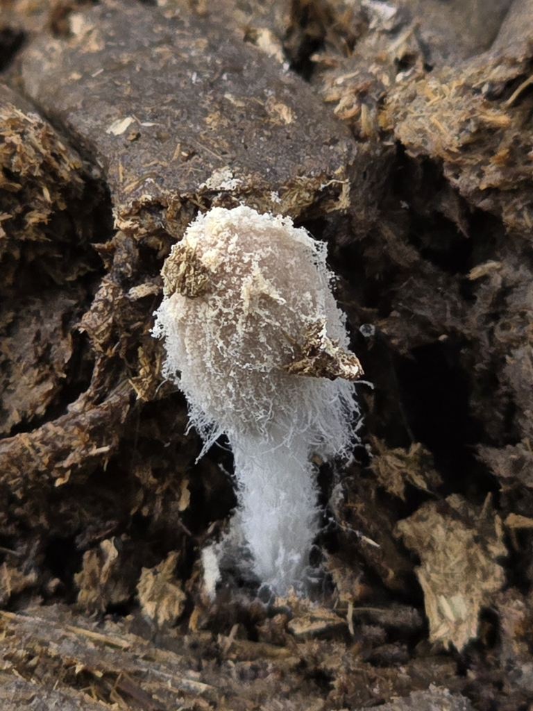 Coprinopsis pseudonivea · November 2024 · photo: © alan_rockefeller (iNaturalist, cc-by-sa)