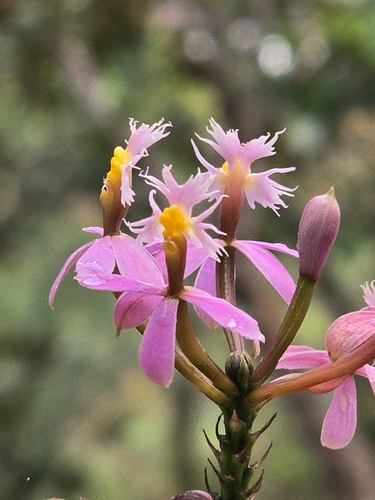 Image of Epidendrum arachnoglossum by (c) Alan Rockefeller, some rights reserved (CC BY)