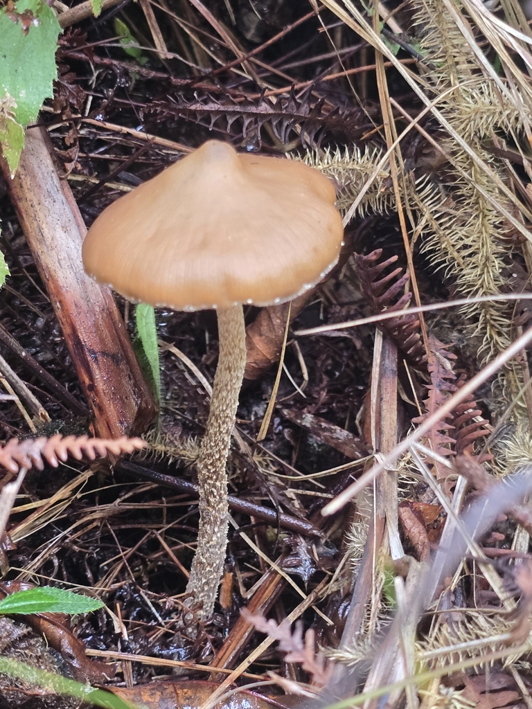 Psilocybe zapotecorum · November 2024 · photo: © alan_rockefeller (iNaturalist, cc-by-sa)