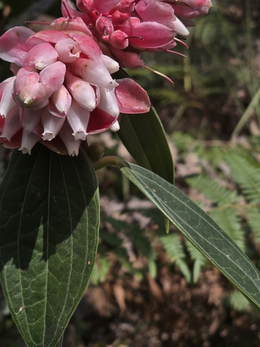 Cavendishia pubescens, photograph 6