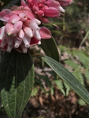 Cavendishia pubescens, photograph (c) Alan Rockefeller, some rights reserved (CC BY)