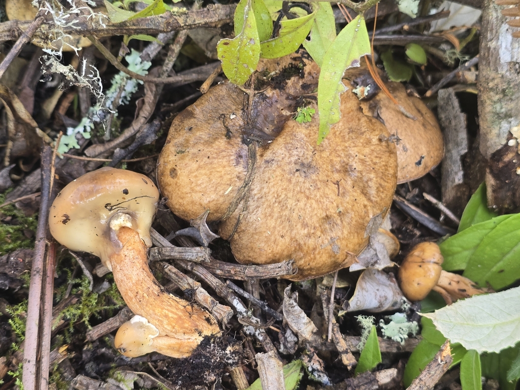 Suillus luteus · November 2024 · photo: © alan_rockefeller (iNaturalist, cc-by-sa)