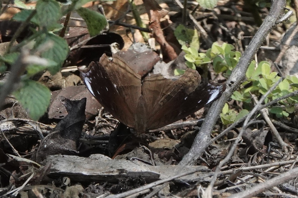 Junonia adulatrix