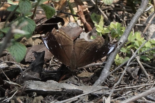 Junonia adulatrix
