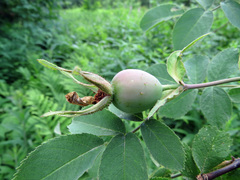 Rosa sherardii