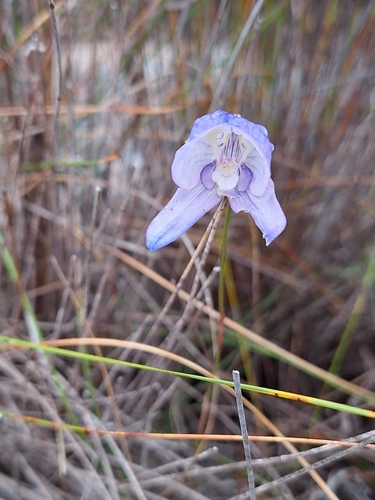 Image of Disa purpurascens by (c) Adele SL, some rights reserved (CC BY)