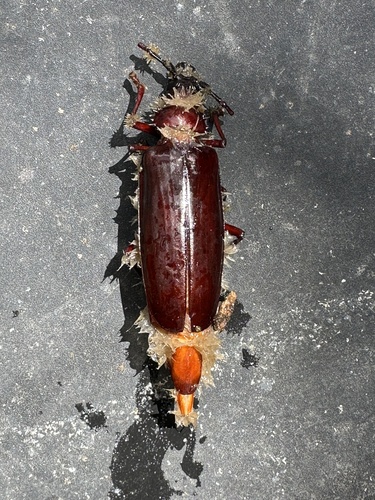 Palo Verde Root Borer photo 3