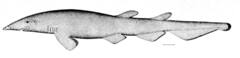 Deep-Water Catshark photo 2