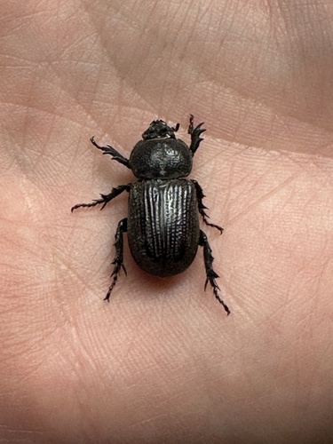 Lesser Triceratops Beetle photo 2