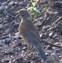 Turdus rufopalliatus