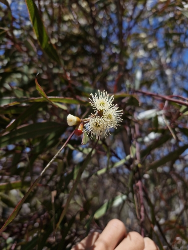 Eucalyptus pileata observed 2024-11-12