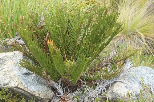 Lomariocycas aurata (Lomariocycas aurata)