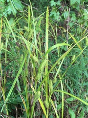 Carex frankii
