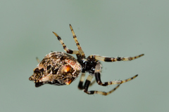 Cyclosa walckenaeri