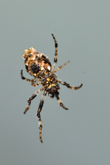 Cyclosa walckenaeri