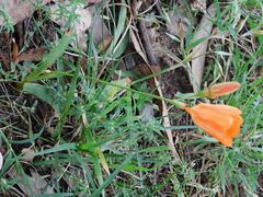 Tritonia deusta, photograph author not stated, no rights reserved