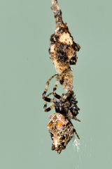 Cyclosa walckenaeri