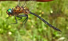 Somatochlora kennedyi