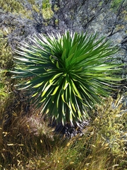 Argyroxiphium grayanum