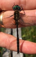 Somatochlora kennedyi