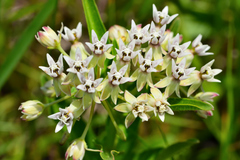 Asclepias pratensis