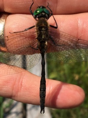 Somatochlora kennedyi